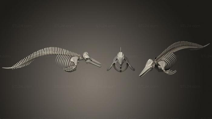 Анатомия скелеты и черепа (Скелет дельфина, ANTM_0391) 3D модель для ЧПУ станка